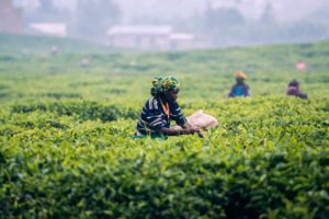 Women picking tea leaves from tea bushes