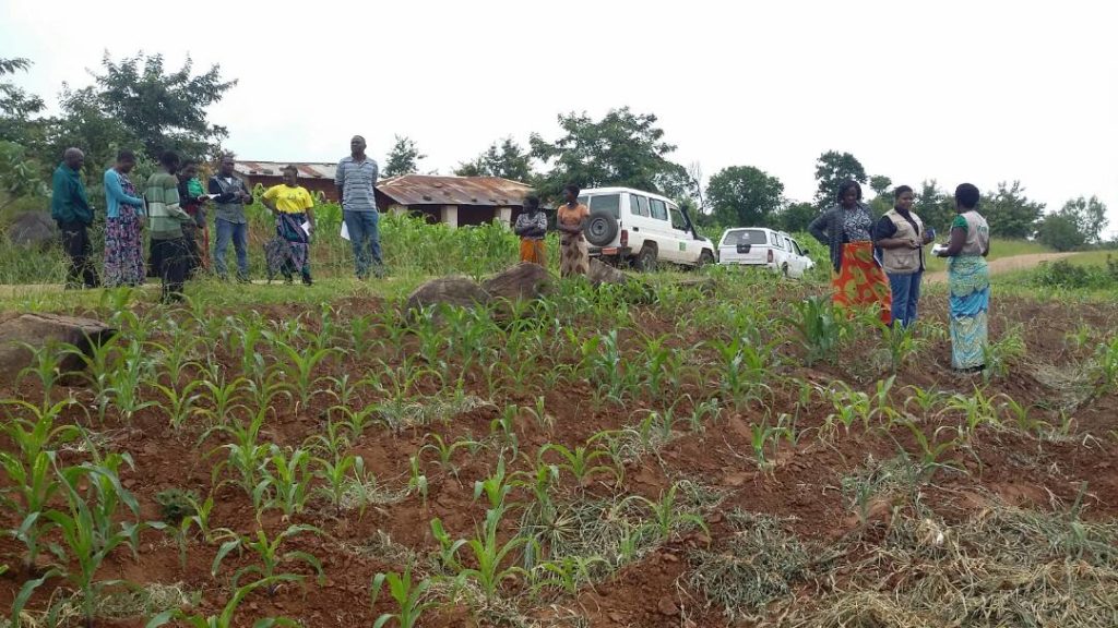 Agriculture expert giving crop production advice to farmers