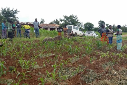 Agriculture Expert Giving Crop Production Advice To Farmers