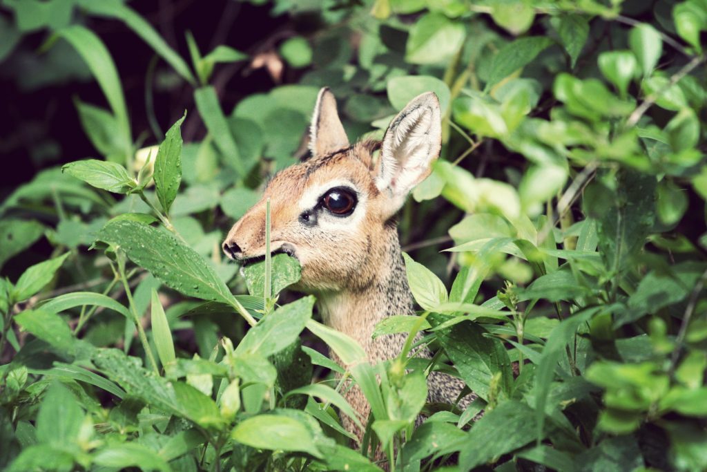 Stephanie braconnier hrbdncpi ks unsplash